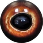 Taxidermy Perch Eyes 7