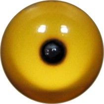 Taxidermy Barrow's Goldeneye Eyes