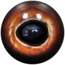 Taxidermy Perch Eyes 7