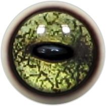 Taxidermy Frog Eyes 4b