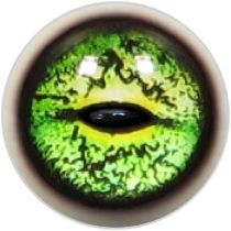 Taxidermy Frog Eyes 9b