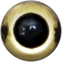 Taxidermy Trionyx Eyes